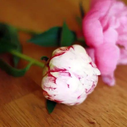 Pfingstrosen liebevoll behandeln - nicht umziehen