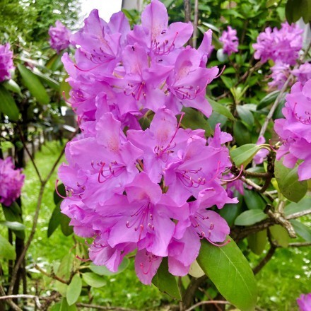 Pflegetipps für den Rhododendron - Freude am Rhododendron