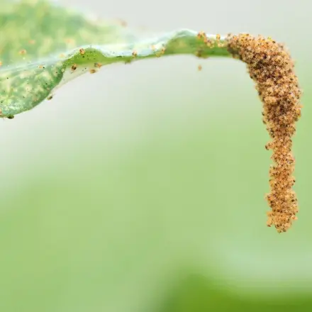 Mittel gegen Spinnmilben: Spülmittelwasser oder Rainfarn-Sud