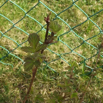 Himbeer- und Brombeersträucher richtig schneiden