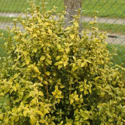 Wann schneide ich am besten meinen Buchsbaum?