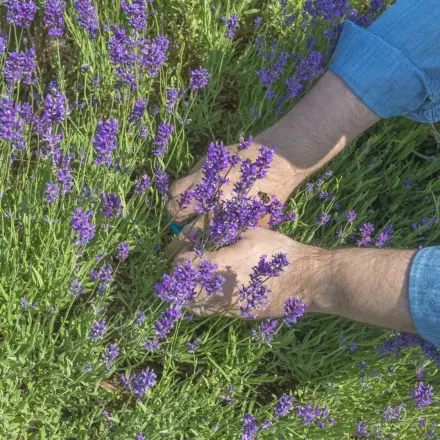 Lavendel richtig schneiden mit der Ein-Drittel–Zwei-Drittel-Methode