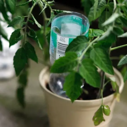 Blumen mit Wasser aus der Plastikflasche wässern