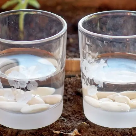 Bohnen vor Aussaat in Wasser einweichen