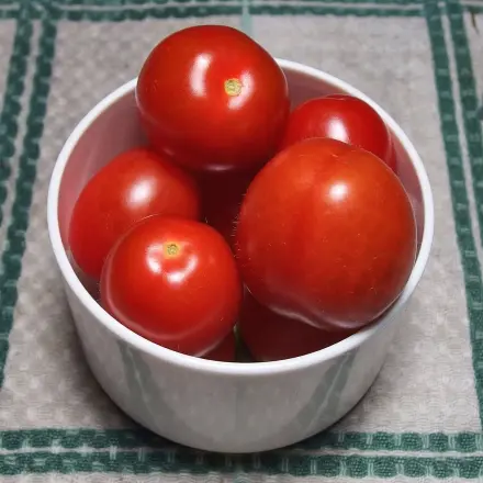 Prachtvolle Tomatenernte: Tomaten mit Milch gießen