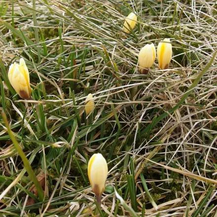 Pflegeleichte, blühende Rasenverzierung zum Mähen