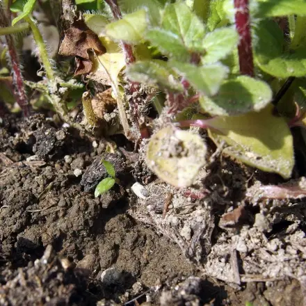 Tricks beim Pflanzenkauf