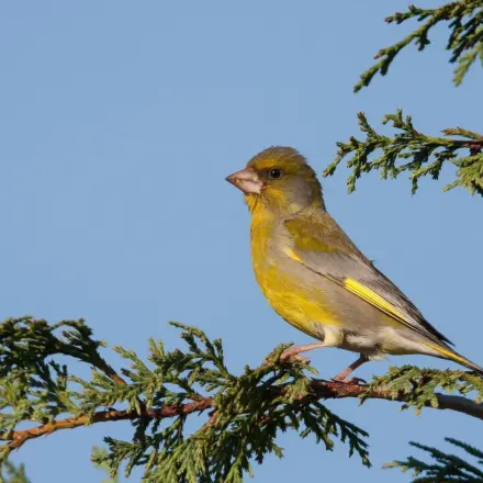 Brutplatz für Vögel anbieten