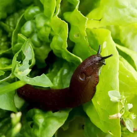 Senfkörner als Schneckengrenze