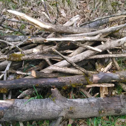 Was tun mit Ästen und Gehölzern