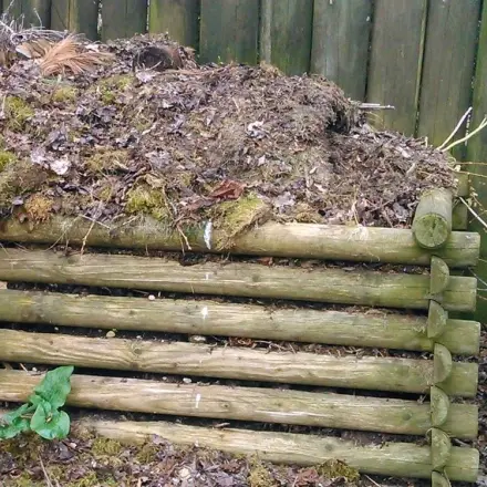 Keinen Löwenzahn in den Kompost