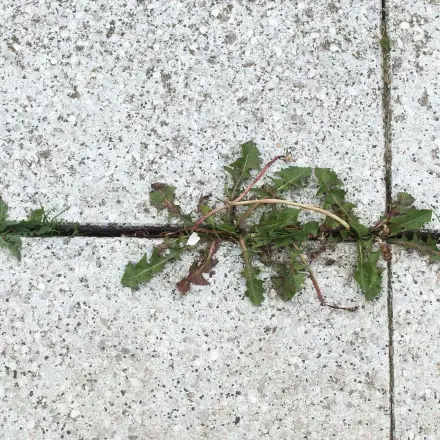 Salz gegen Unkraut in den Fugen