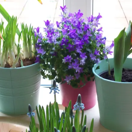 Zwiebelblumen in den Eisschrank