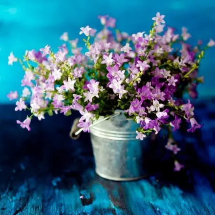 Blumen pflegen