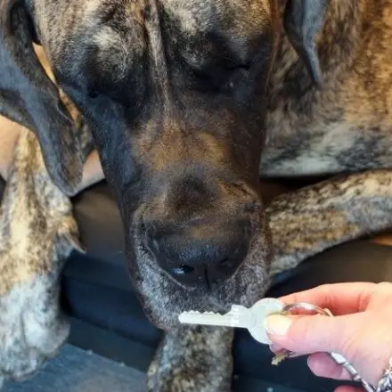 Schlüssel immer wiederfinden - mit dem Hund