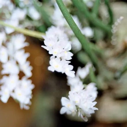 Spinnmilben bei trockener Heizungsluft