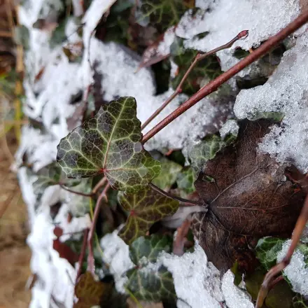 Vögel haben auch im Winter Durst