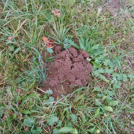 Erde vom Maulwurfshaufen verwenden
