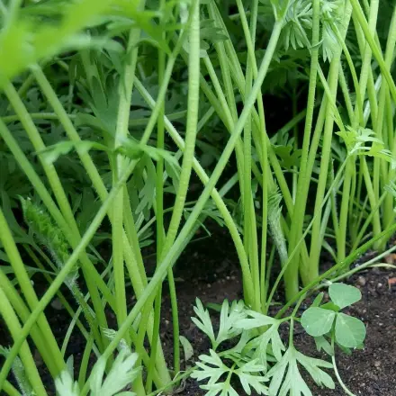 Beete gerade bepflanzen