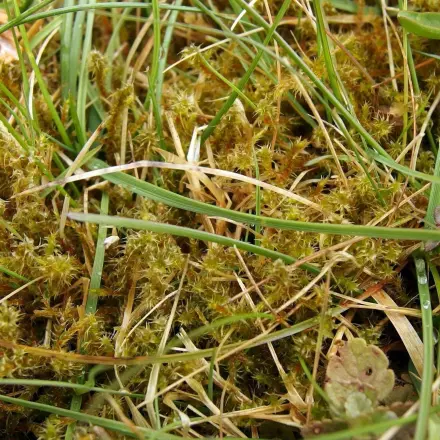 Moos verhindern auf Rasen