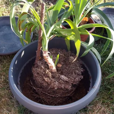 Kostenlose Blumenerde