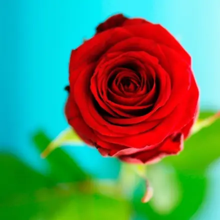 Rosen selber nachziehen