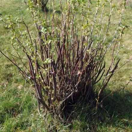 Büsche für Garten selber ziehen