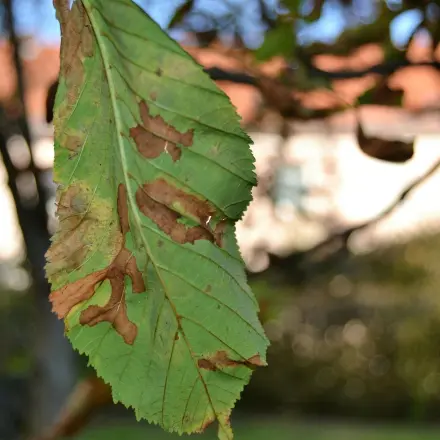 Laub für den Winter: nicht alles Laub aufkehren