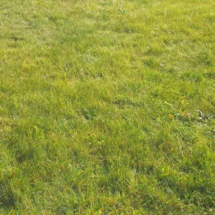 Letzter Rasenschnitt vor dem Winter - vor Frostschäden schützen