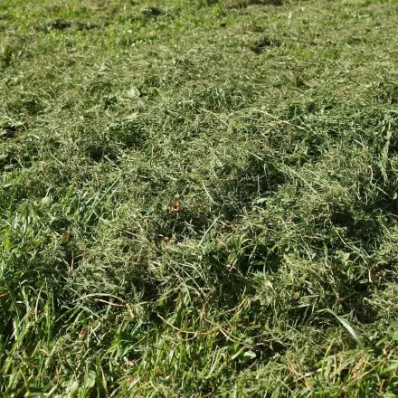 Rasenschnitt sinnvoll verwenden - dabei sparen & Kompost entlasten