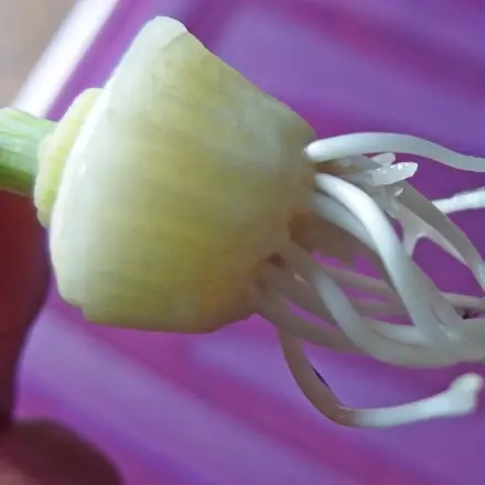 Pflege für Pflanzenableger