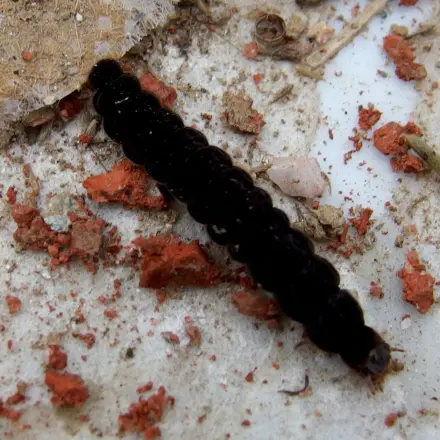 Umweltgerechte Maßnahme gegen Raupen