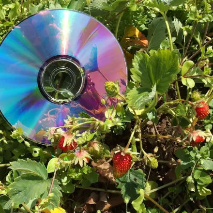 CD gegen Erdbeer- und Kirschenklau