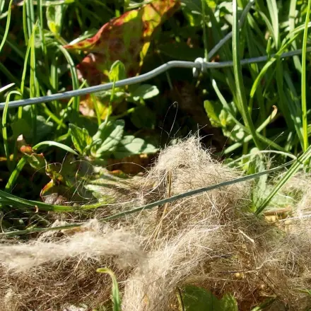 Mittel gegen Wildschweine