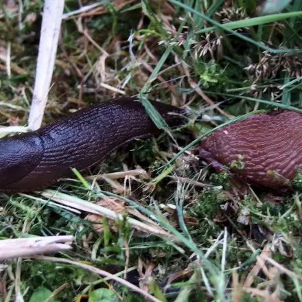 Schnecken ermorden