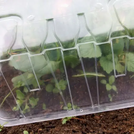 Gemüseverpackung als Frühbeet