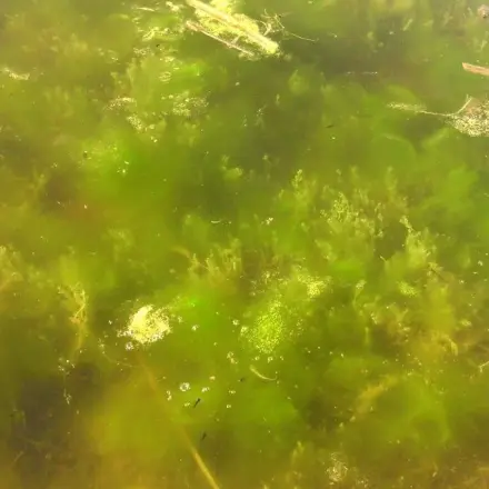 Grünes Wasser und Algen im Gartenteich