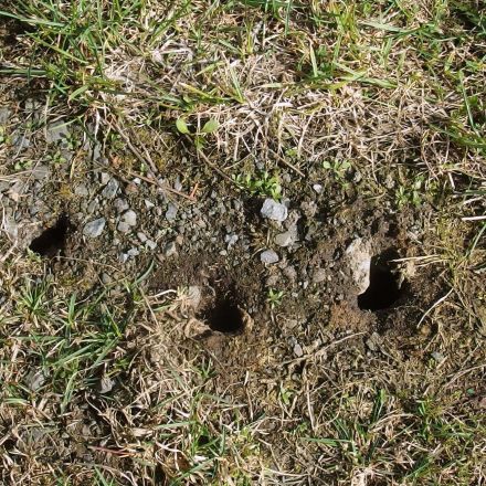 Mäuse im Garten mit Erdnussbutter fangen
