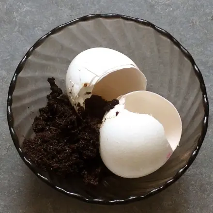 Kaffeesatz und Eierschalen in die Staudenerde/Blumenerde