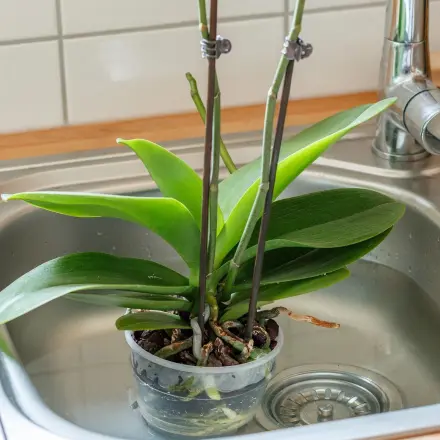 Orchideen nicht von oben gießen, sondern eintauchen