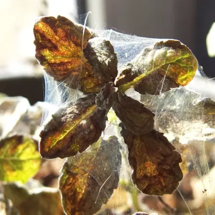 Kübelpflanzen Schädlingsfrei in den Frühling bekommen