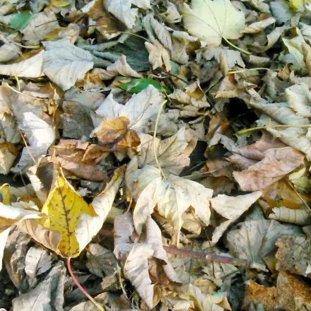 Laubharken leicht und schnell