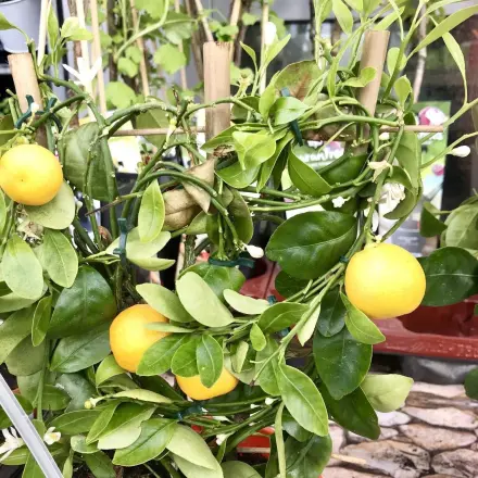 Paprikasamen, Zitronenkerne etc. aussäen