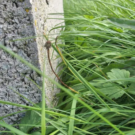 Rasenkanten schneiden