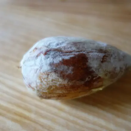 Avocadopflanze aus dem Kern ziehen