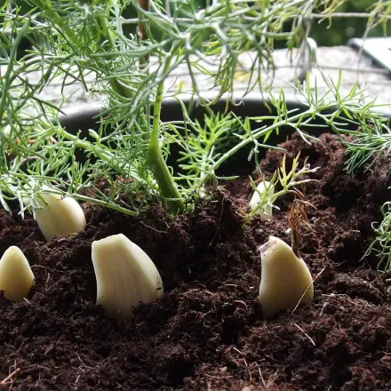 Knoblauch gegen Blattläuse