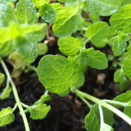 Wurzelbarriere: Wurzeln breiten sich nicht im Garten aus