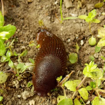 Schneckenplage - Nacktschnecken im Garten