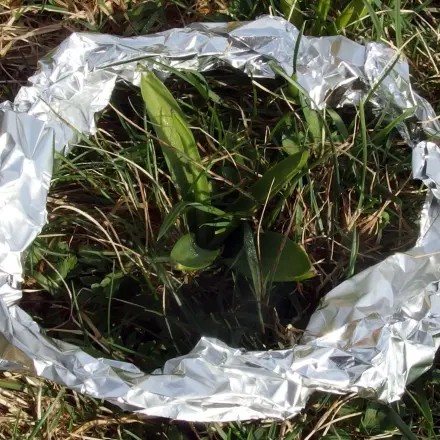 Alufolie als Schneckenschreck