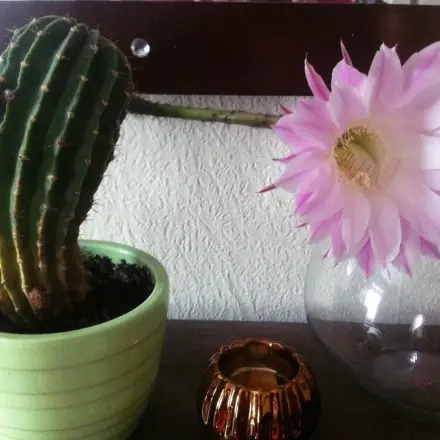 Kakteen umtopfen mit Styropor